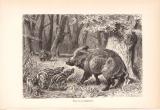 Stich aus dem Jahr 1890 zeigt eine Gruppe Wildschweine in freier Wildbahn.