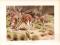 Chromolithographie aus dem Jahr 1890 zeigt Riesenkänguruhs in freier Wildbahn.