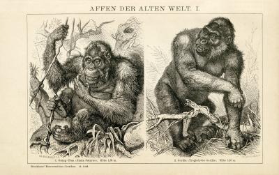 Der Holzstich aus dem Jahr 1891 zeigt auf Vorder- und Rückseite verschiedene Affenarten in natürlicher Umgebung.