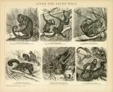 Der Holzstich aus dem Jahr 1891 zeigt 6 verschiedene Affenarten in natürlicher Umgebung.