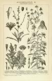 Stich aus 1891 zeigt verschiedene Pflanzen Aggregaten.