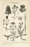 Stich aus 1891 zeigt verschiedene Pflanzen Aggregaten.