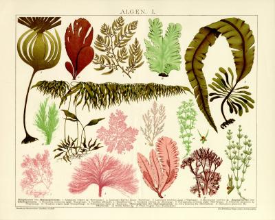 Chromolithographie aus 1891 zeigt 15 Sorten von Algen.