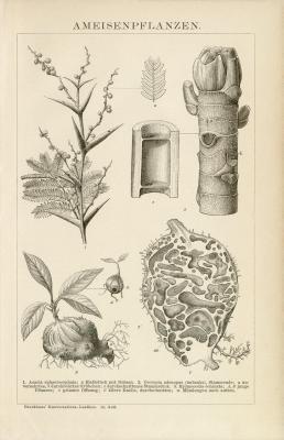 Ameisenpflanzen Holzstich 1891 Original der Zeit