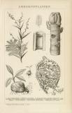 Ameisenpflanzen historische Bildtafel Holzstich ca. 1892