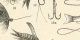Stich aus 1891 zeigt verschiedene Formen von Angelhaken...