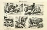 Stich aus 1891 zeigt verschiedene Arten von Antilopen, die Rückseite ebenso.