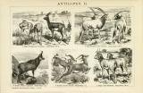 Stich aus 1891 zeigt verschiedene Arten von Antilopen,...