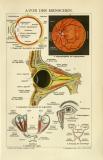 Chromolithographie aus 1891 zeigt das Auge des Menschen aus medizinisch anatomischer Sicht.