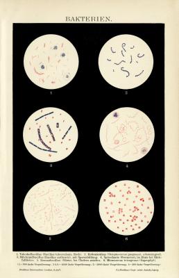 Farbige Lithographie aus dem Jahr 1891 zeigt 6 Bakterienstämme unter mikroskopischer Ansicht.
