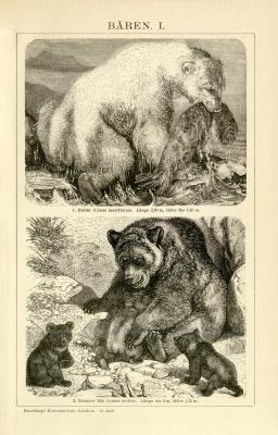 Stich aus 1893 zeigt 2 Bärenarten in der Natur. Die Rückseite zeigt 5 Bärenarten in der Natur.
