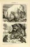 Stich aus 1893 zeigt 2 Bärenarten in der Natur. Die...