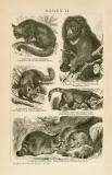 Stich aus 1893 zeigt 2 Bärenarten in der Natur. Die...