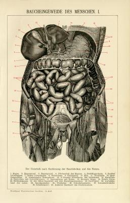 Farbige Lithographie aus dem Jahr 1891 zeigt eine medizinisch anatomische Skizze der Baucheingeweide des Menschen. Die Rückseite zeigt dieselbe Szene, nach Entfernung weiterer Organe.