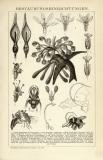 Der Holzstich aus dem Jahr 1891 zeigt Skizzen der Bestäubunseinrichtungen verschiedener Pflanzen.