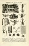 Der Holzstich aus dem Jahr 1891 zeigt Skizzen von Bienen und Hilfsmitteln der Bienenzucht.