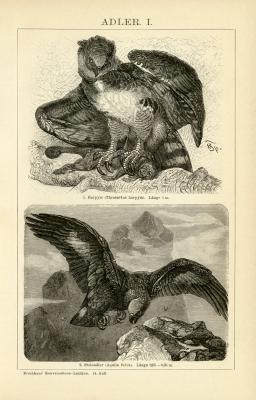 Adler I. Holzstich 1891 Original der Zeit