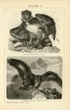 Der Holzstich aus dem Jahr 1891 zeigt Adler in Naturszenen. Eine Harpyie mit Beute und einen Steinadler im Flug.
