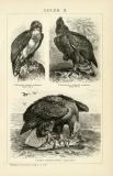 Der Holzstich aus dem Jahr 1891 zeigt 3 Adler in Naturszenen. Fischadler, Haubenadler und Seeadler mit Beute.