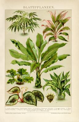 Blattpflanzen historische Bildtafel Chromolithographie ca. 1892
