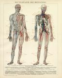 Blutgefäße des Menschen Lithographie 1892...