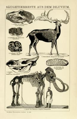 Säugetiere Diluvium Holzstich 1892 Original der Zeit