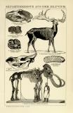 Säugetierreste aus dem Diluvium historische Bildtafel Holzstich ca. 1892