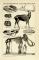 Säugetierreste aus dem Diluvium historische Bildtafel Holzstich ca. 1892