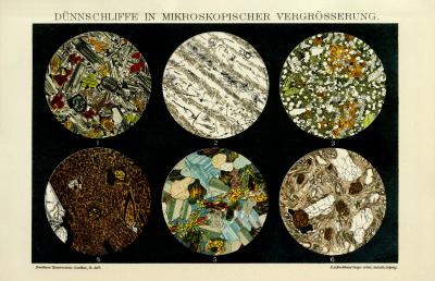 Mikroskopie Schnitte Chromolithographie 1891 Original der Zeit