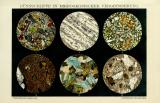 Dünnschliffe in mikroskopischer Vergrösserung historische Bildtafel Chromolithographie ca. 1892