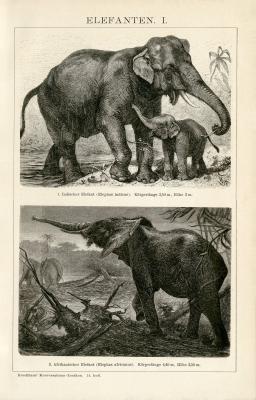 Elefanten I. Holzstich 1891 Original der Zeit
