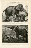 Elefanten I. - II. historische Bildtafel Holzstich ca. 1892