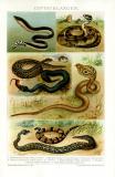 Giftschlangen historische Bildtafel Chromolithographie ca. 1892