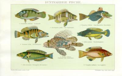 Buntfarbige Fische historische Bildtafel Chromolithographie ca. 1892