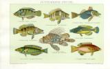 Buntfarbige Fische Chromolithographie 1892 Original der Zeit