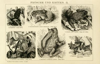 Frösche und Kröten II. historische Bildtafel Holzstich ca. 1892
