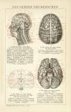 Das Gehirn des Menschen historische Bildtafel Holzstich ca. 1892