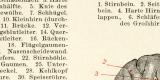 Das Gehirn des Menschen historische Bildtafel Holzstich ca. 1892