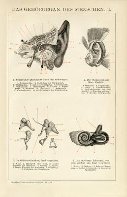 Gehörorgan des Menschen I. Holzstich 1892 Original der Zeit