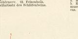 Das Gehörorgan des Menschen I. - II. historische Bildtafel Holzstich ca. 1892