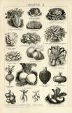 Gemüse I. - II. Stich historische Bildtafel Holzstich ca. 1892