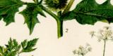 Giftpflanzen II. historische Bildtafel Chromolithographie ca. 1892