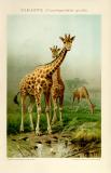 Giraffe historische Bildtafel Chromolithographie ca. 1892