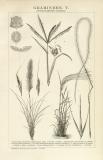 Gramineen V. Monokotyledonen Glumifloren historische Bildtafel Holzstich ca. 1892