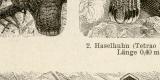 H&uuml;hnerv&ouml;gel I. Holzstich 1891 Original der Zeit