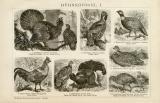 Hühnervögel I. - II. historische Bildtafel Holzstich ca. 1892