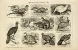 Hühnervögel I. - II. historische Bildtafel Holzstich ca. 1892