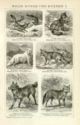 Wildhunde Hy&auml;nen I.-II. Holzstich 1892 Original der Zeit