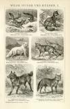 Wilde Hunde und Hyänen I. - II. historische...