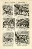 Wilde Hunde und Hyänen I. - II. historische Bildtafel Holzstich ca. 1892